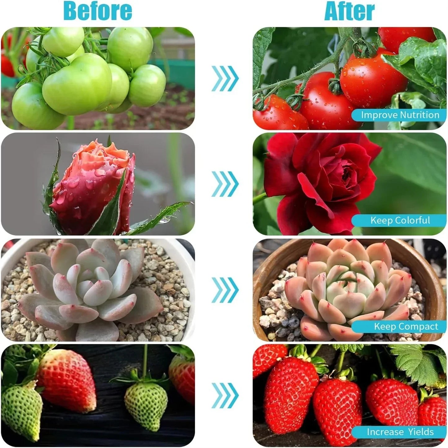Before and after images showing green to ripe tomatoes, a pink to red rose, compact succulent growth, and unripe to ripe strawberries